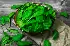 كيف يساعد السبانخ على 
